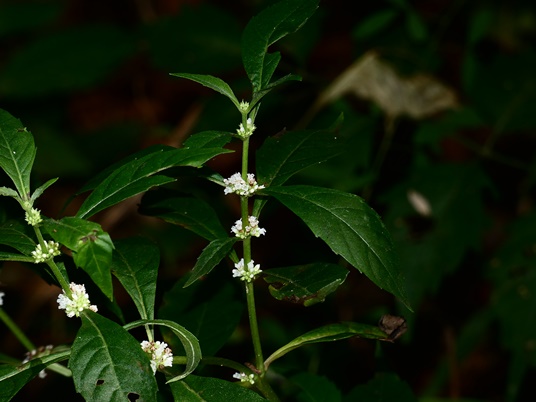 {Lycopus rubellus}